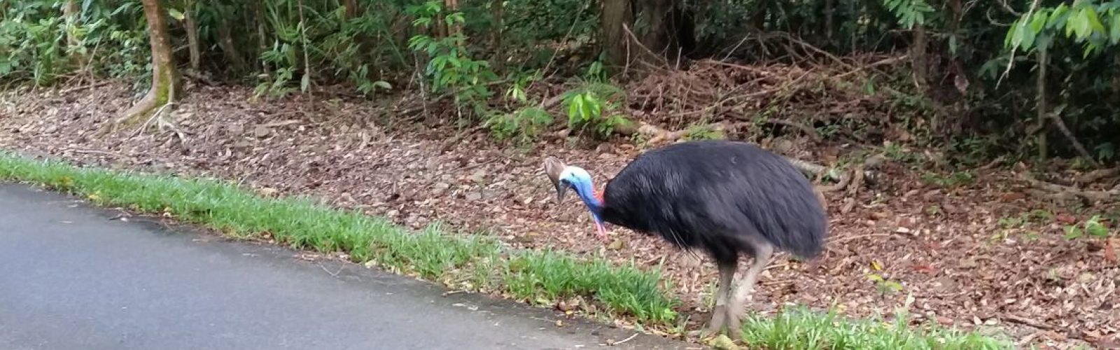 Cape Tribulation & Daintree Guided Walks